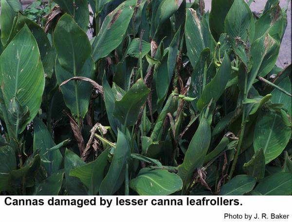 Cannas damaged by lesser canna leafrollers