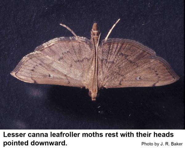 Lesser canna leafroller moths typically rest upside down.