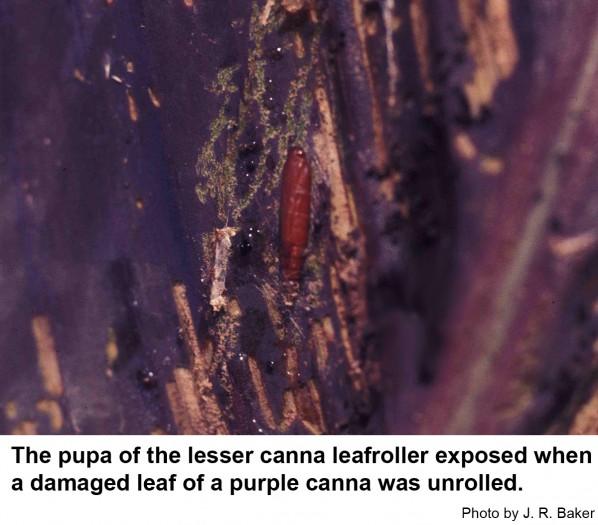 The pupa of the lesser canna leafroller exposed when a damaged leaf of a purple canna was unrolled
