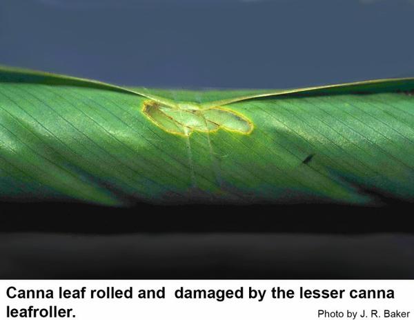 Canna leaf rolled and damaged by the lesser canna leafroller