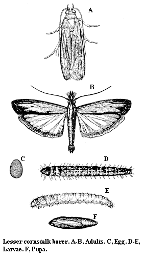 Lesser cornstalk borer. A-B. Adults. C. Egg. D-E. Larva. F. Pupa