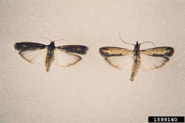 Elasmopalpus lignosellus adult