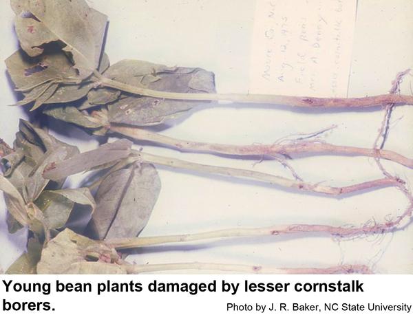Photo of plants infested with lesser cornstalk borers