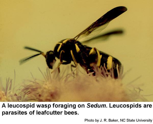 Leucospid wasps are parasites of leafcutter bees.