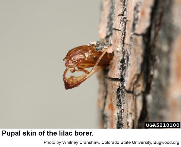 Lilac borer pupal skin