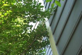Tree branches touching siding