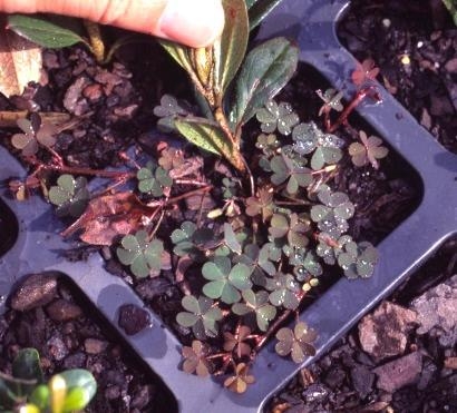 seedling surrounded by weeds in a tray