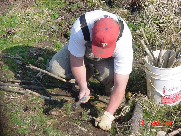 A man kneels on a stream bank to hammer a one half inch diameter, one foot long stick or "live stake" into soft weed covered soil. A bucket of live stakes is set beside him.