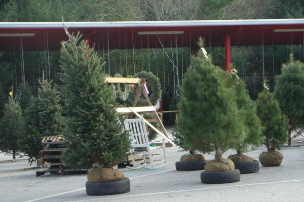 Balled and burlapped Fraser fir and white pine trees.