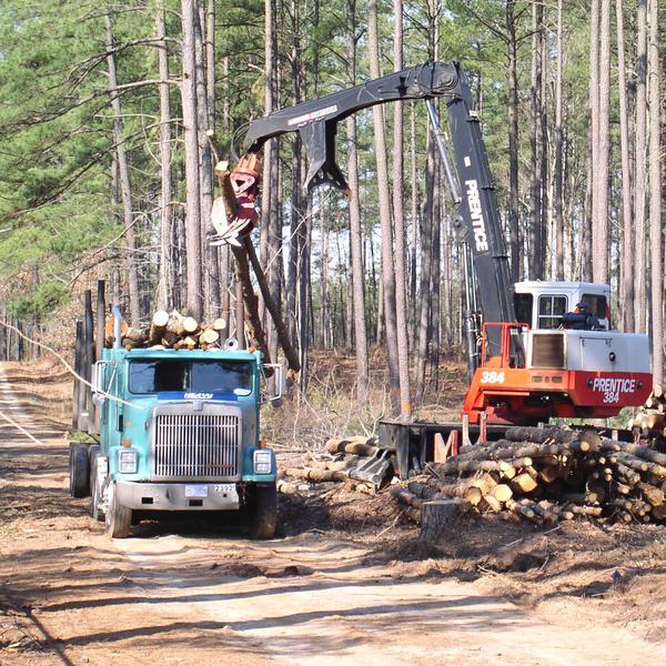 Photo of trucks loading cut timber.