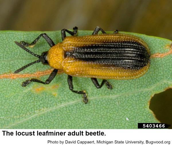 Locust leafminer adult beetle