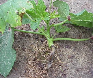 Okra plant is bent and laying horizontal