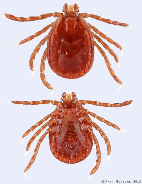 Asian longhorned tick female