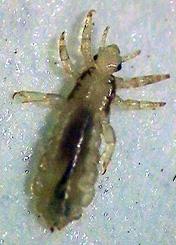 Photo of adult head louse.