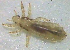 Photo of adult head louse