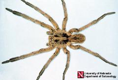Dorsal view of a wolf spider