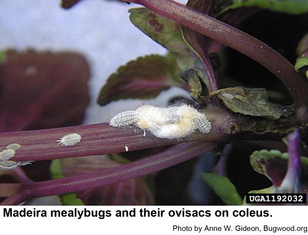 Female Madeira mealybugs