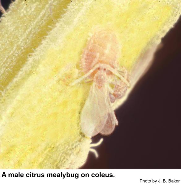 Male mealybugs 