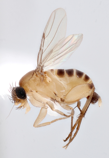 Dead specimen of an adult phorid fly on a paper point