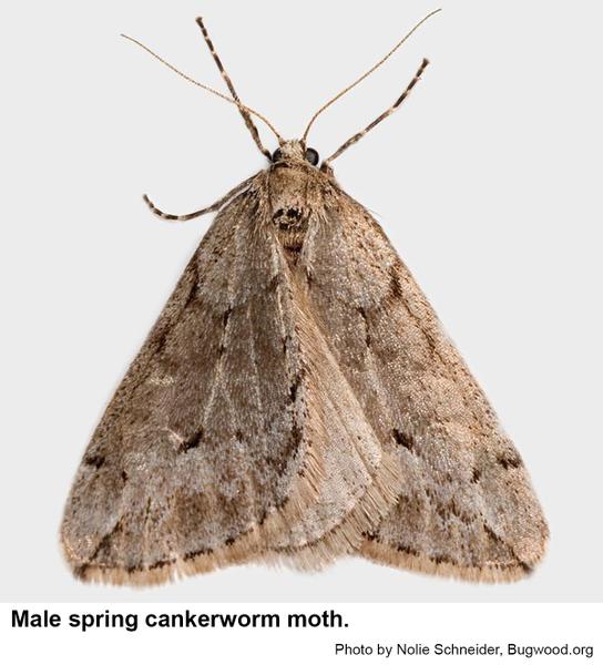 male spring cankerworm