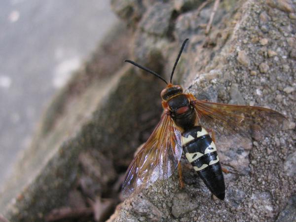 Male cicada killer