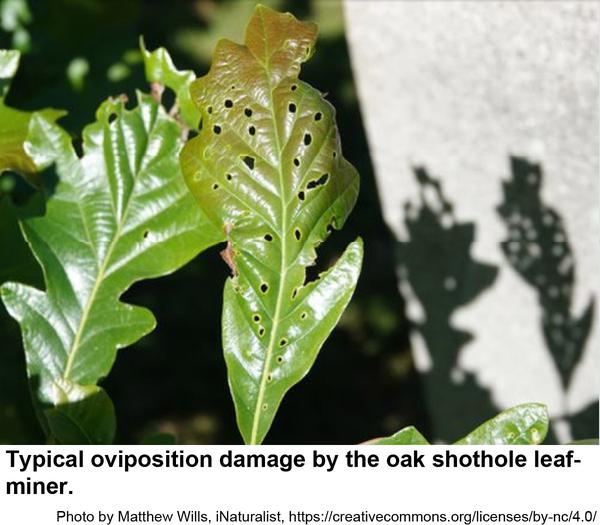 Thumbnail image for Oak Shothole Leafminer