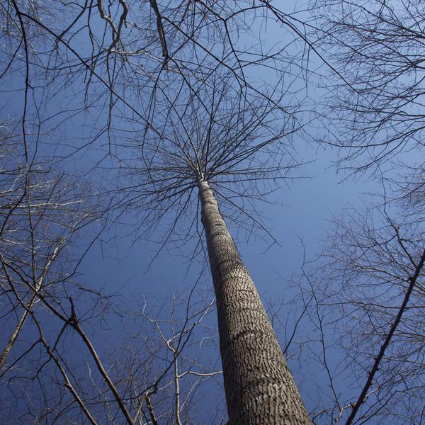 Upward perspective photo of mature trees