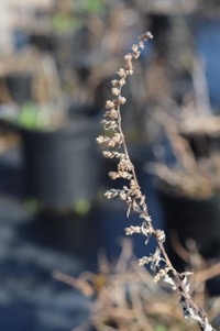stem with mature seedheads