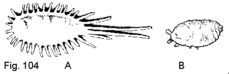 Figure 104. A. Longtailed mealybug. B. Pritchard's mealybug.