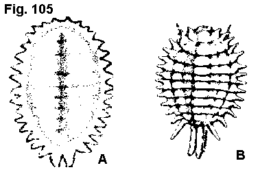 Figure 105. A. Citrus mealybug. B. Mexican mealybug.