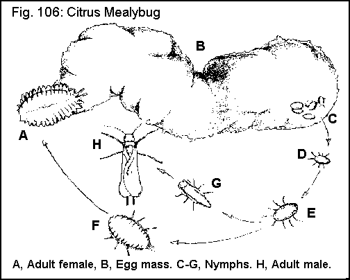 Figure 106. Citrus mealybug. A. Adult female. B. Egg mass. C, D,