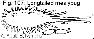Figure 107. Longtailed mealybug. A. Adult. B. Nymphs.