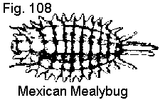 Figure 108. Mexican mealybug adult female.