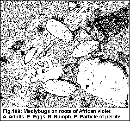Figure 109. Mealybugs on roots of African violets. A. Adult. E.