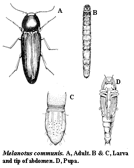 Melanotus communis. A. Adult. B-C. Larva and tip of abdomen. D.
