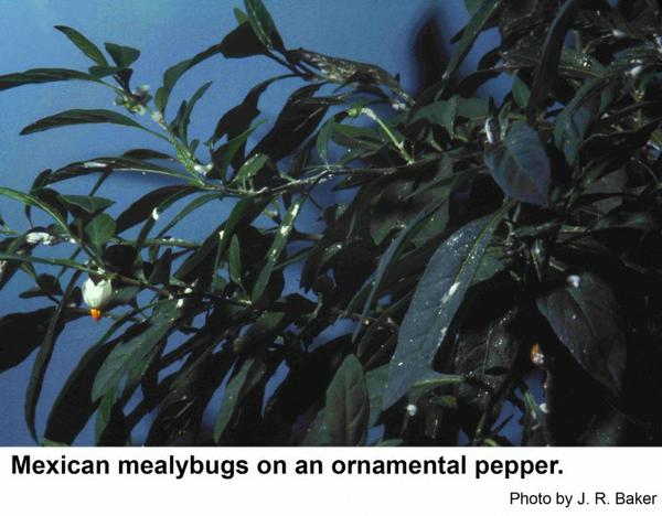 Thumbnail image for Mexican Mealybug