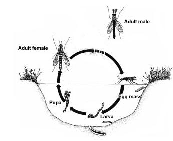 midge larvae in water