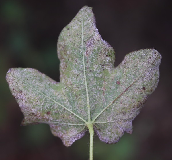 White, powdery sporangia growth of areolate mildew on underside of leaf