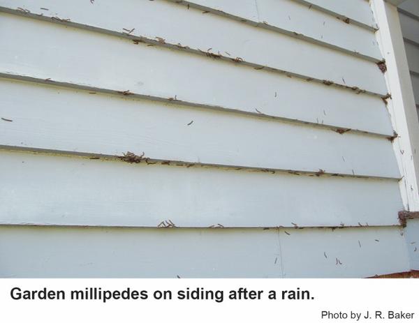 Garden millipede droppings on building siding