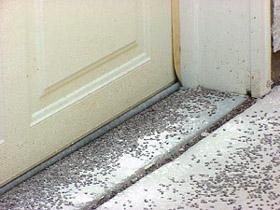 Dead millipedes at a garage door threshold.