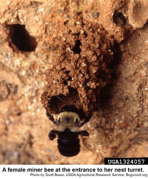 female miner bee