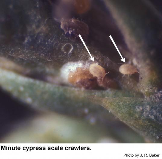 Minute cypress scale crawlers.