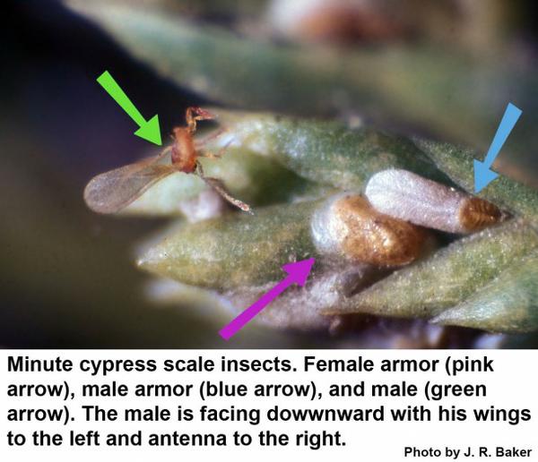 A family of minute cypress scale insects.