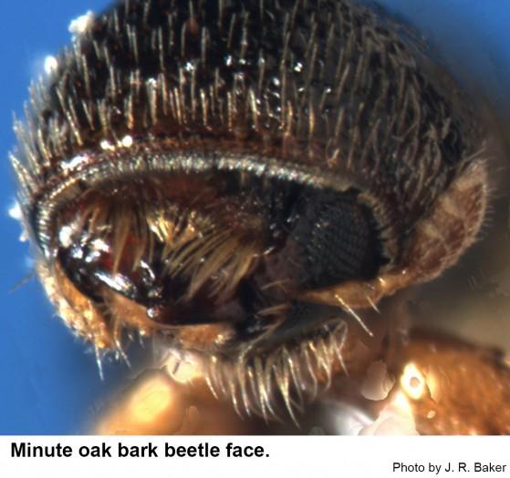 Face of the minute oak bark beetle.