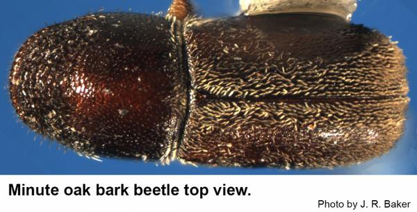 Top view of the minute oak bark beetle.