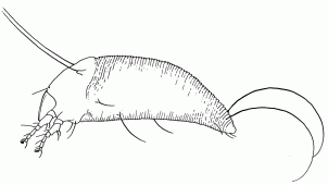 Figure 1. Drawing of an eriophyid mite.