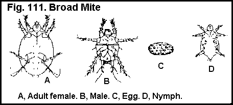 Figure 111. Broad Mite. A. Adult female. B. Male. C. Egg. D. Nym