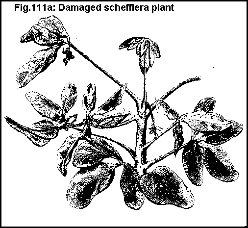Figure 111A. Damaged schefflera plant.