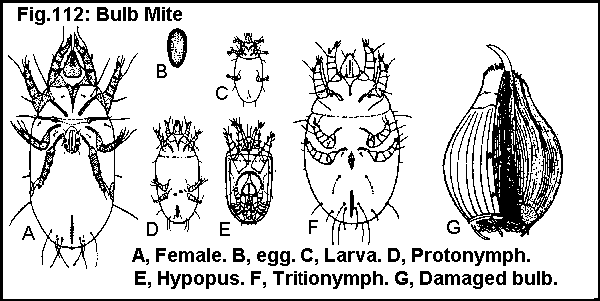 Figure 112. Bulb mite. A. Female. B. Egg. C. Larva. D. Protonymp