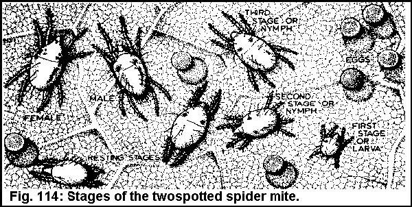 Figure 114. Twospotted Spider Mite stages.